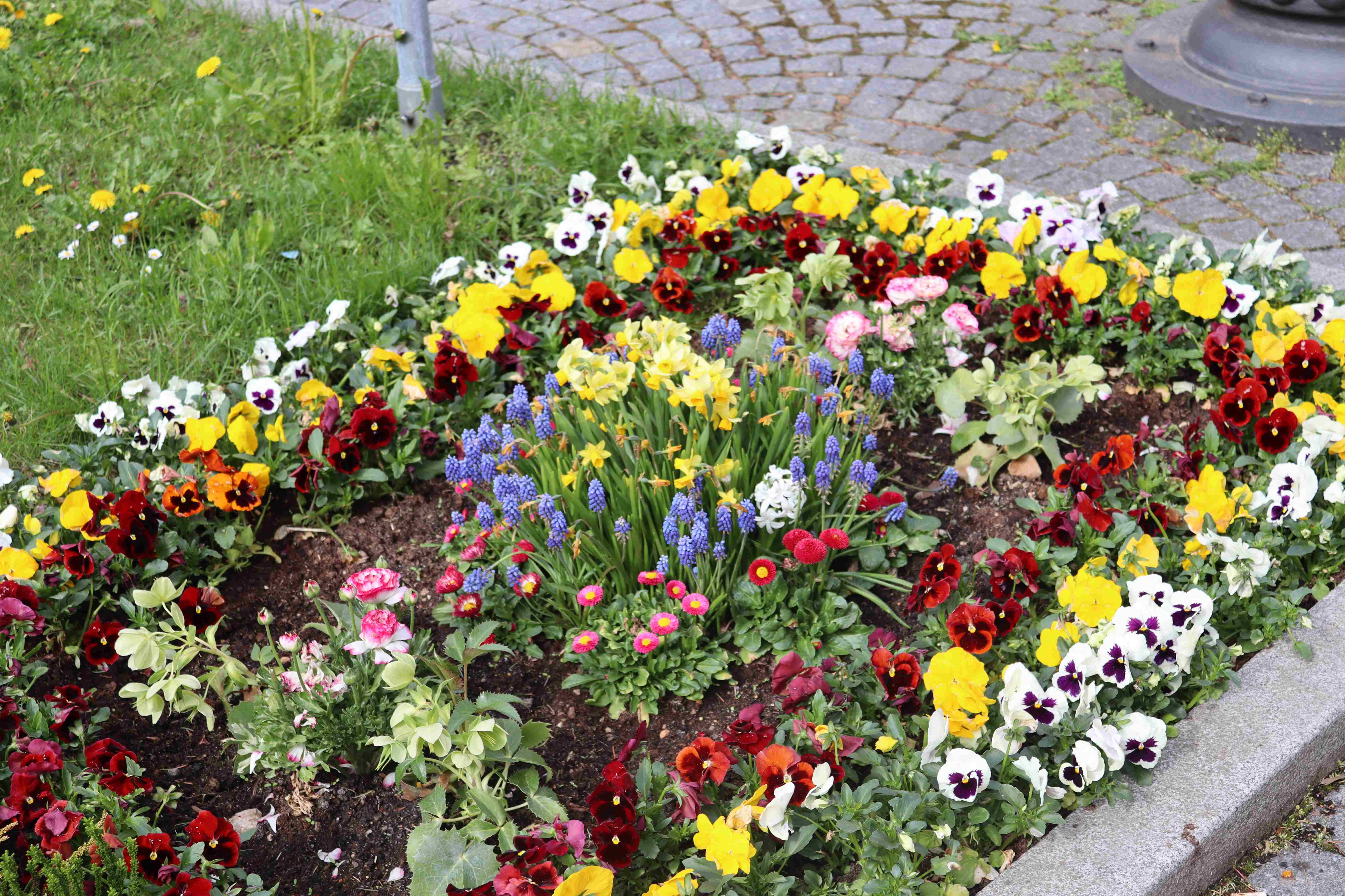 Ornamentální záhon – realizace, foto 5