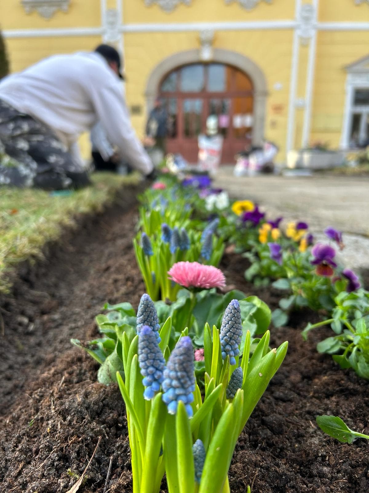 Sezónní záhon – jarní osazení, foto 2