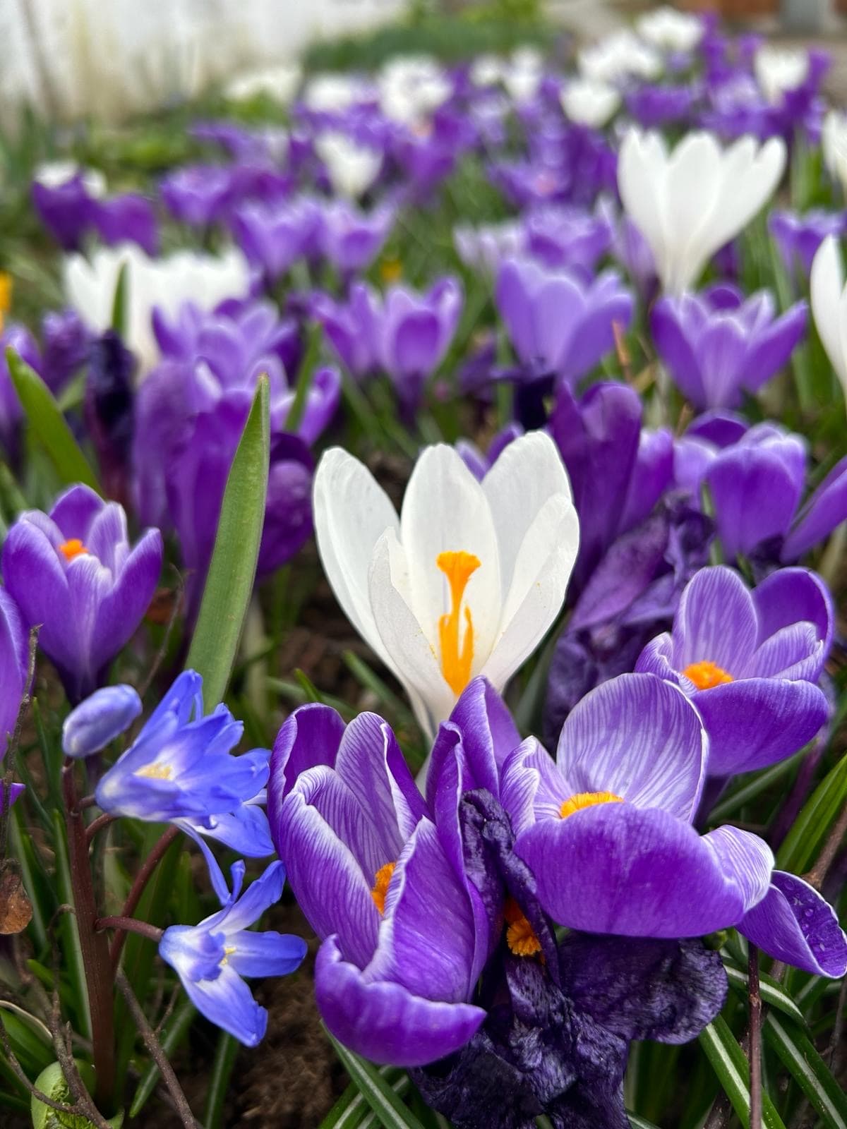Sezónní záhon – jarní osazení, foto 3