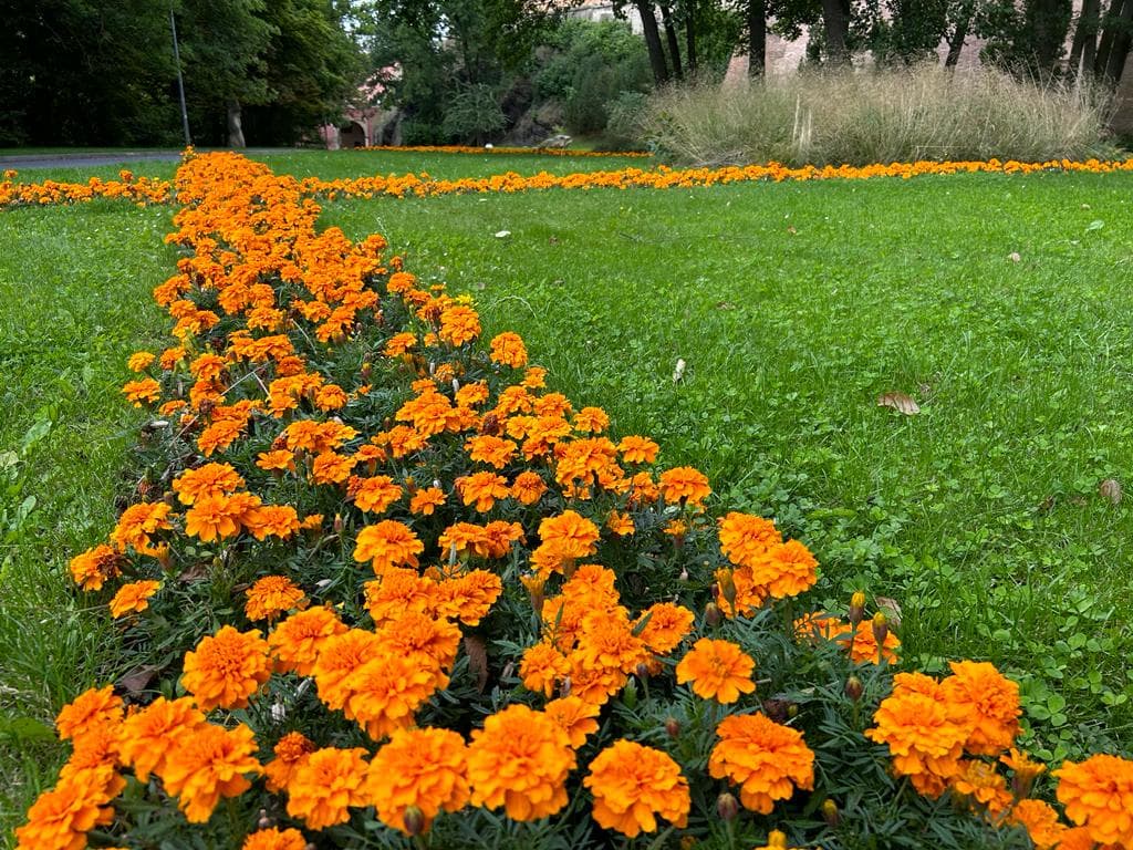 Sezónní záhon – letní osazení, foto 2